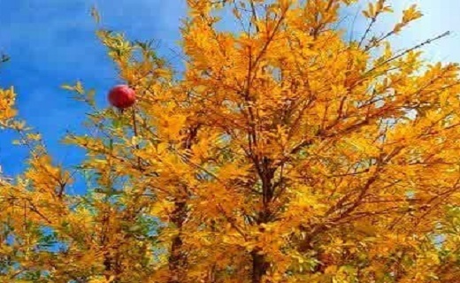 آخرین روزهای پاییز در خراسان جنوبی