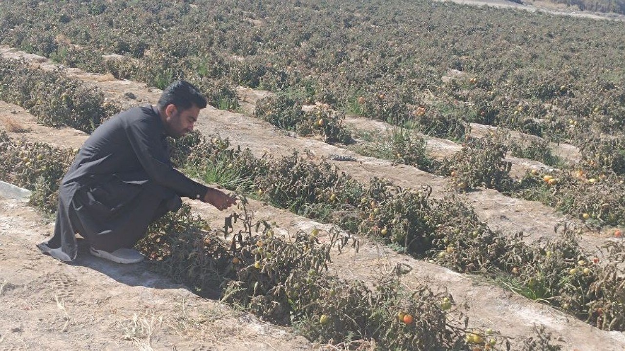 خسارت ۱۶۰ میلیارد ریالی یخبندان به مزارع گوجه فرنگی شهرستان فنوج