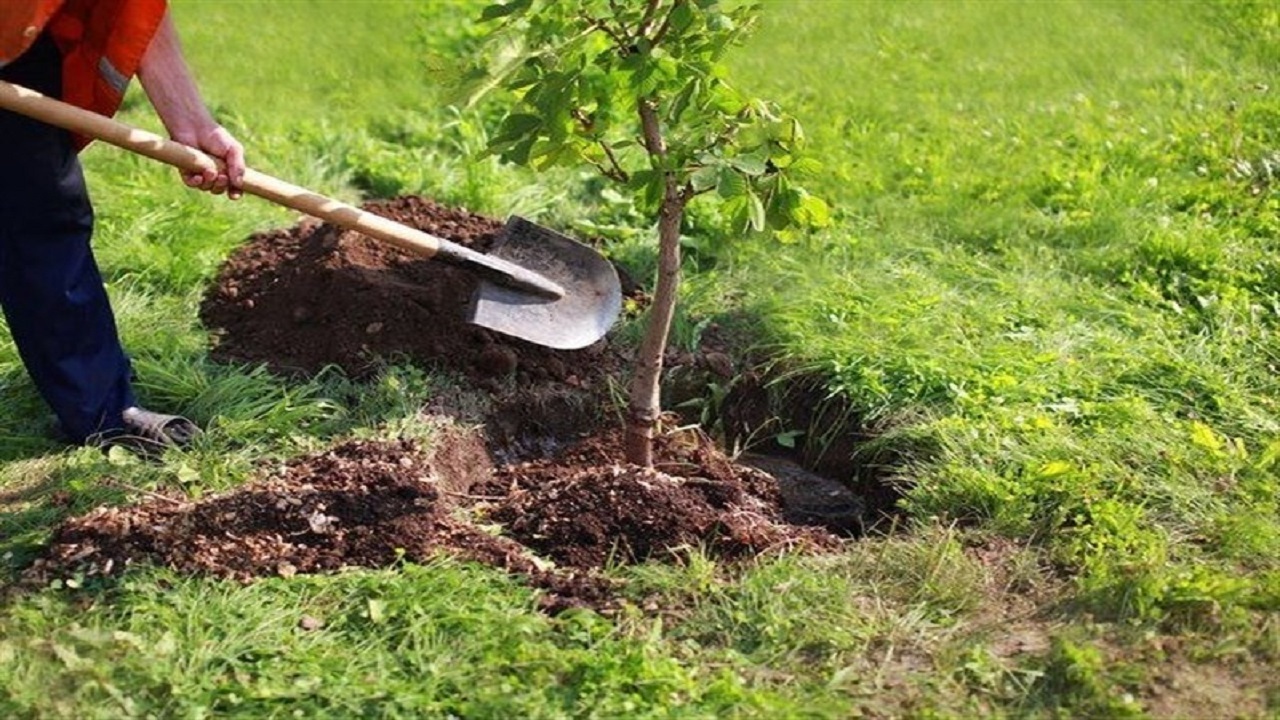 غرس ۱۵ هزار اصله نهال به مناسبت پویش نهالکاری در سایه مادر در خوی + فیلم
