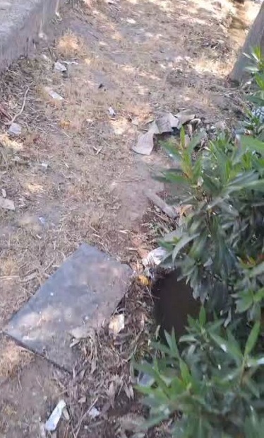 آبیاری گیاهان