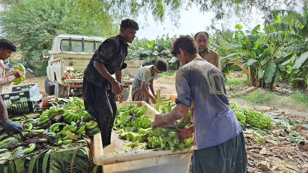 برداشت ۲۷هزار تن موز از باغات شهرستان دشتیاری