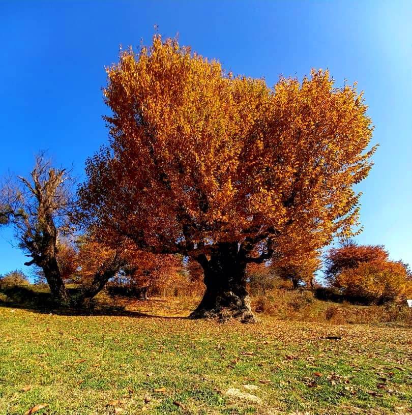 تک درخت پاییزی
