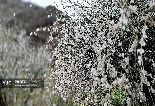 تازگی بهار؛ باران و پارک آبشارطلایی خرم آباد +تصاویر و فیلم تازگی بهار؛ باران و پارک آبشارطلایی خرم آباد +تصاویر و فیلم