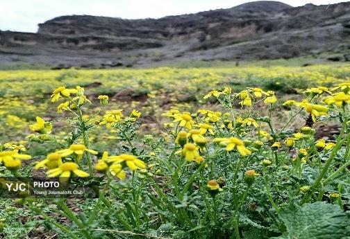 تازگی بهار؛ باران و پارک آبشارطلایی خرم آباد +تصاویر و فیلم تازگی بهار؛ باران و پارک آبشارطلایی خرم آباد +تصاویر و فیلم