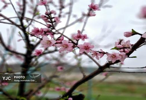 تازگی بهار؛ باران و پارک آبشارطلایی خرم آباد +تصاویر و فیلم تازگی بهار؛ باران و پارک آبشارطلایی خرم آباد +تصاویر و فیلم