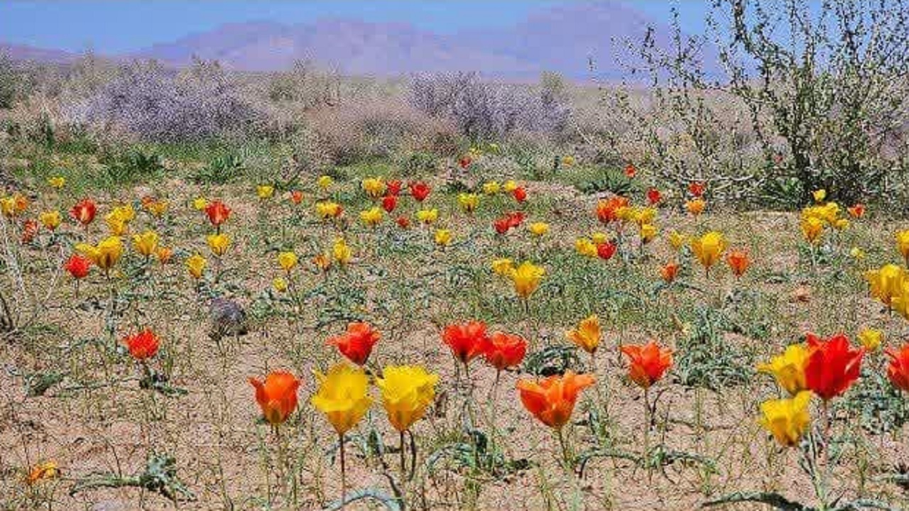 خودنمایی لاله‌ها در دشت‌های خراسان جنوبی + تصاویر