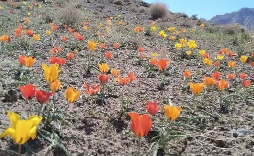 دشت&zwnj;های گل لاله در خراسان جنوبی