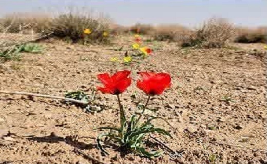 دشت&zwnj;های گل لاله در خراسان جنوبی