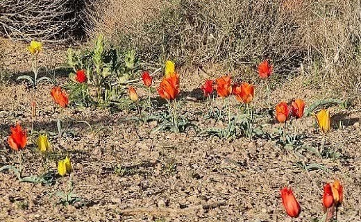 دشت&zwnj;های گل لاله در خراسان جنوبی
