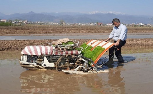 نشاء ماشینی برنج در شیخ سرای بخش اسالم تالش