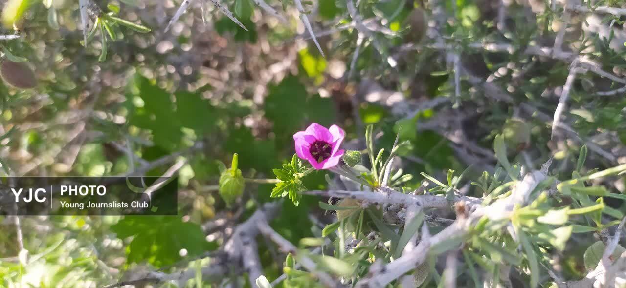 گیاهان وحشی در کوه های روستای کاسکان
