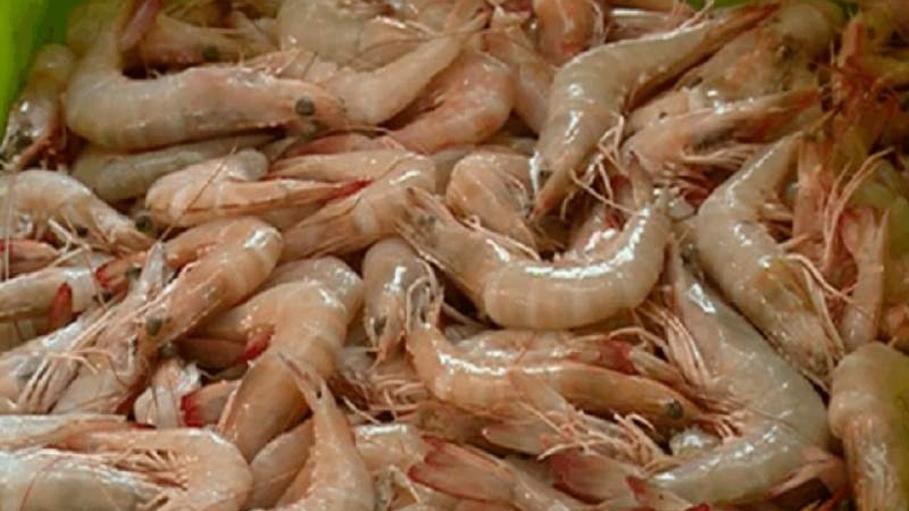 آغاز پرورش میگو در دشتیاری