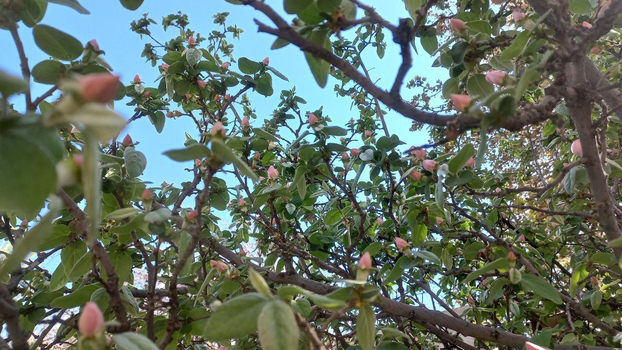 شکوه و زیبایی طبیعت استان کرمان + تصاویر
