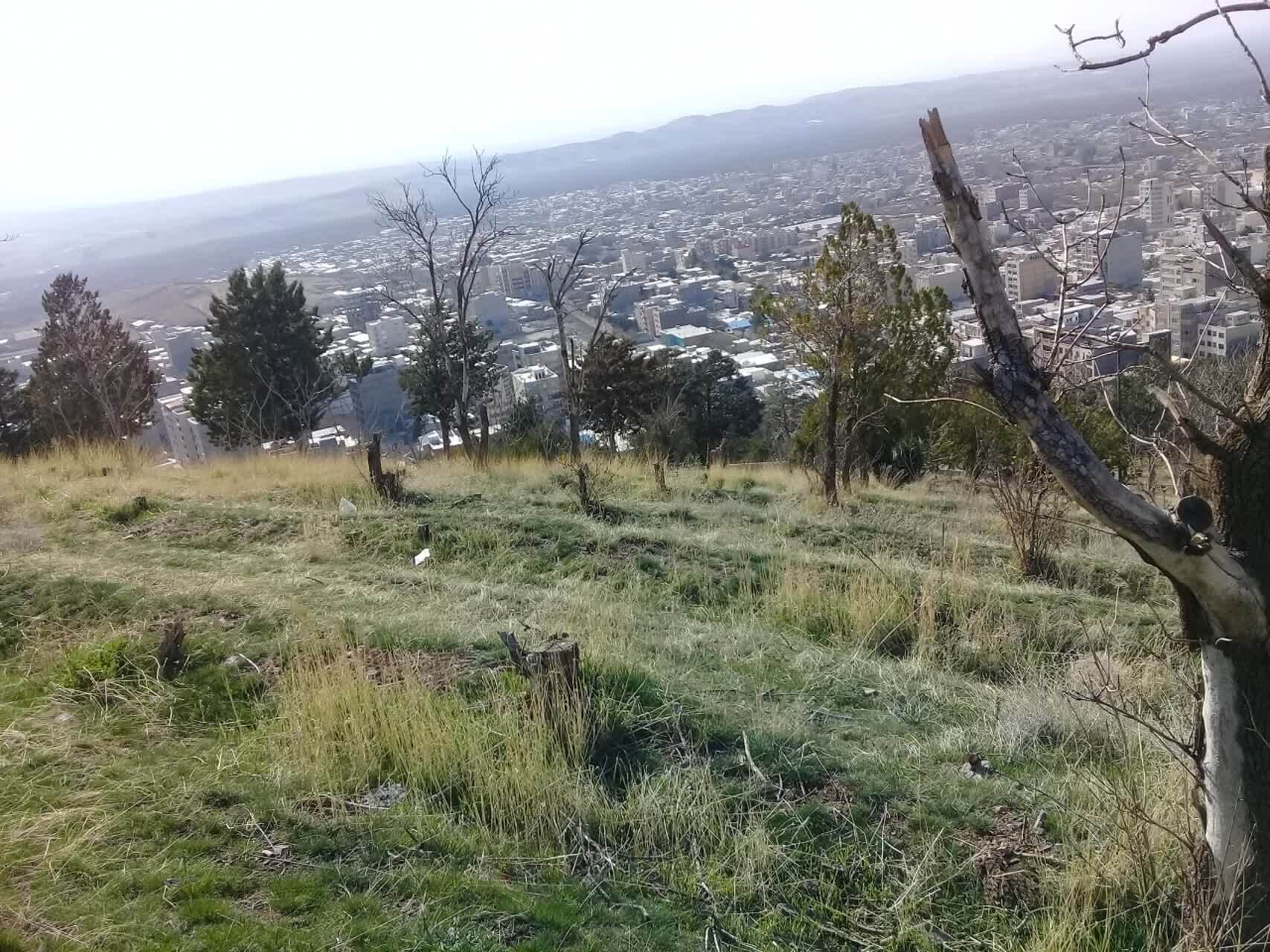 خشکسالی درختان تپه جنگلی ابوذر