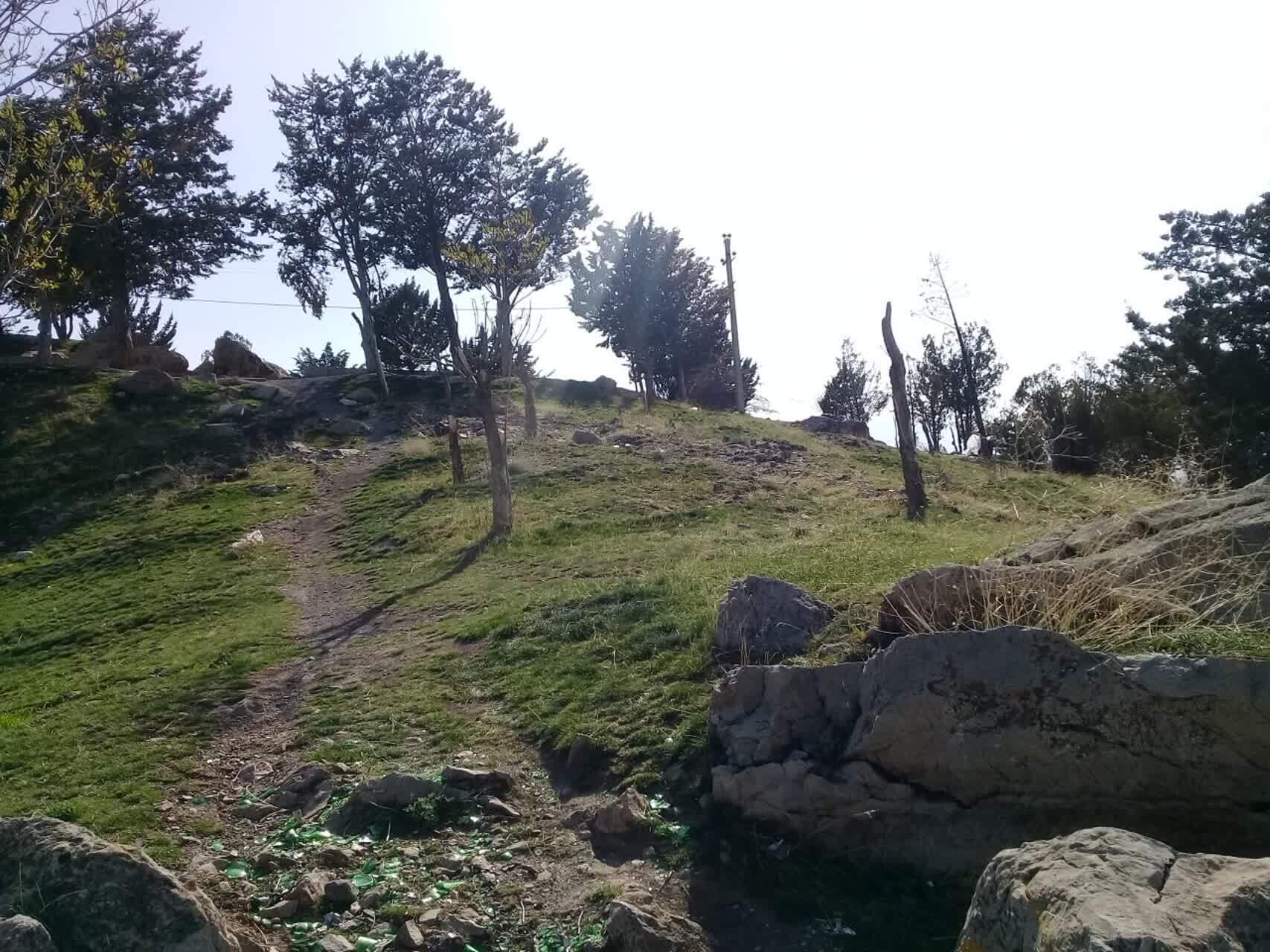 خشکسالی درختان