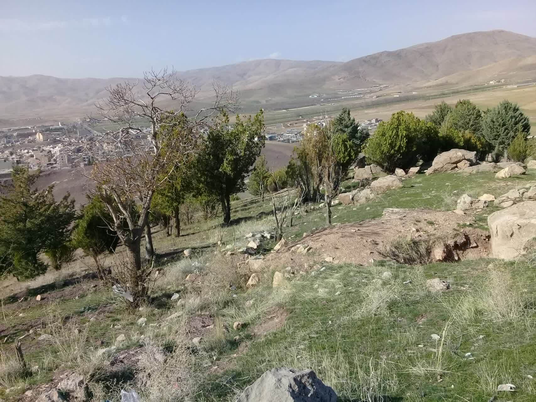 خشکسالی درختان