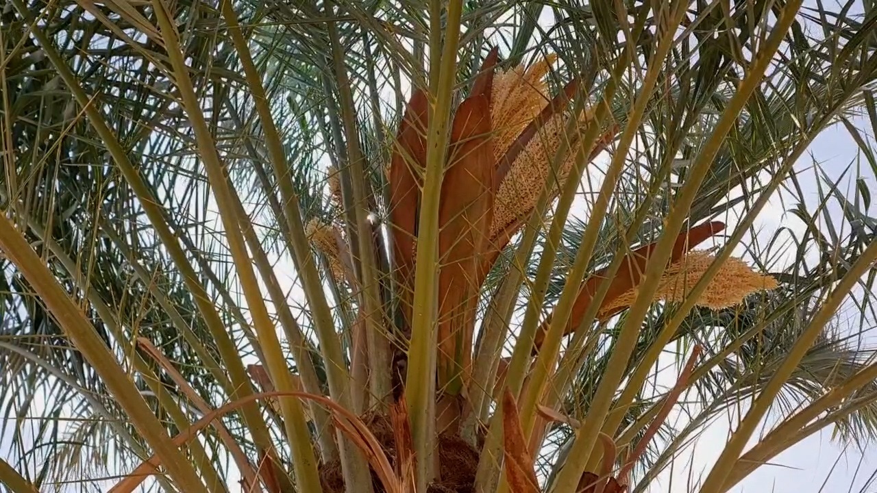 گل دهی درختان خرما در شهرستان خوروبیابانک + فیلم