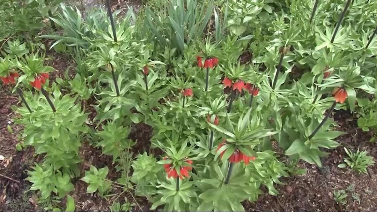 طبیعت بارانی شهرستان فریدونشهر+ فیلم