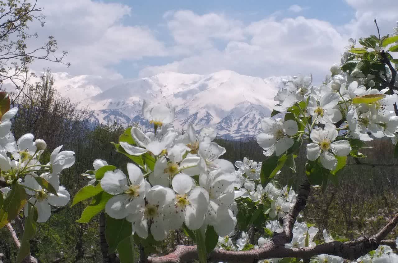 طبیعت بهاری در نهاوند