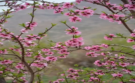 طبیعت بهاری شهر آبیز + تصاویر