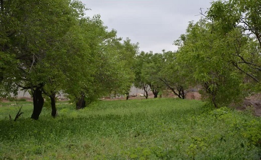 طبیعت بهاری شهر آبیز + تصاویر