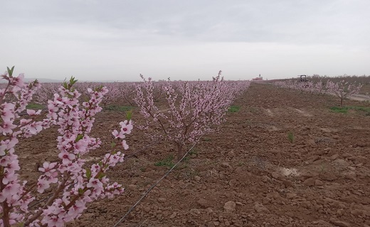 نقاشی طبیعت در یک روز بهاری در تاکستان+ فیلم و تصاویر