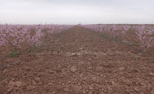 نقاشی طبیعت در یک روز بهاری در تاکستان+ فیلم و تصاویر