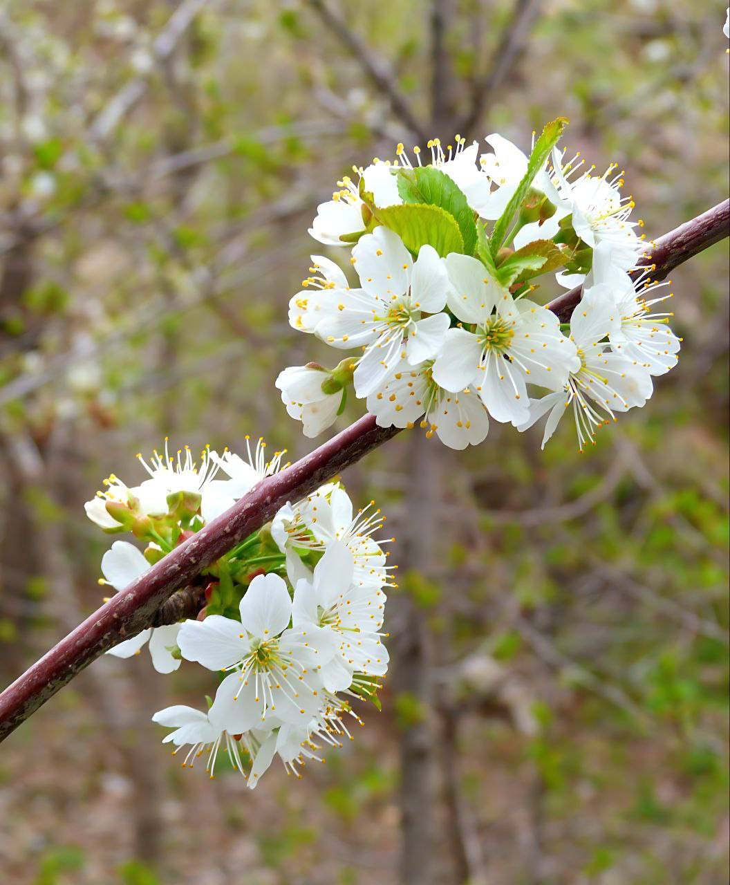 گل های بهاری