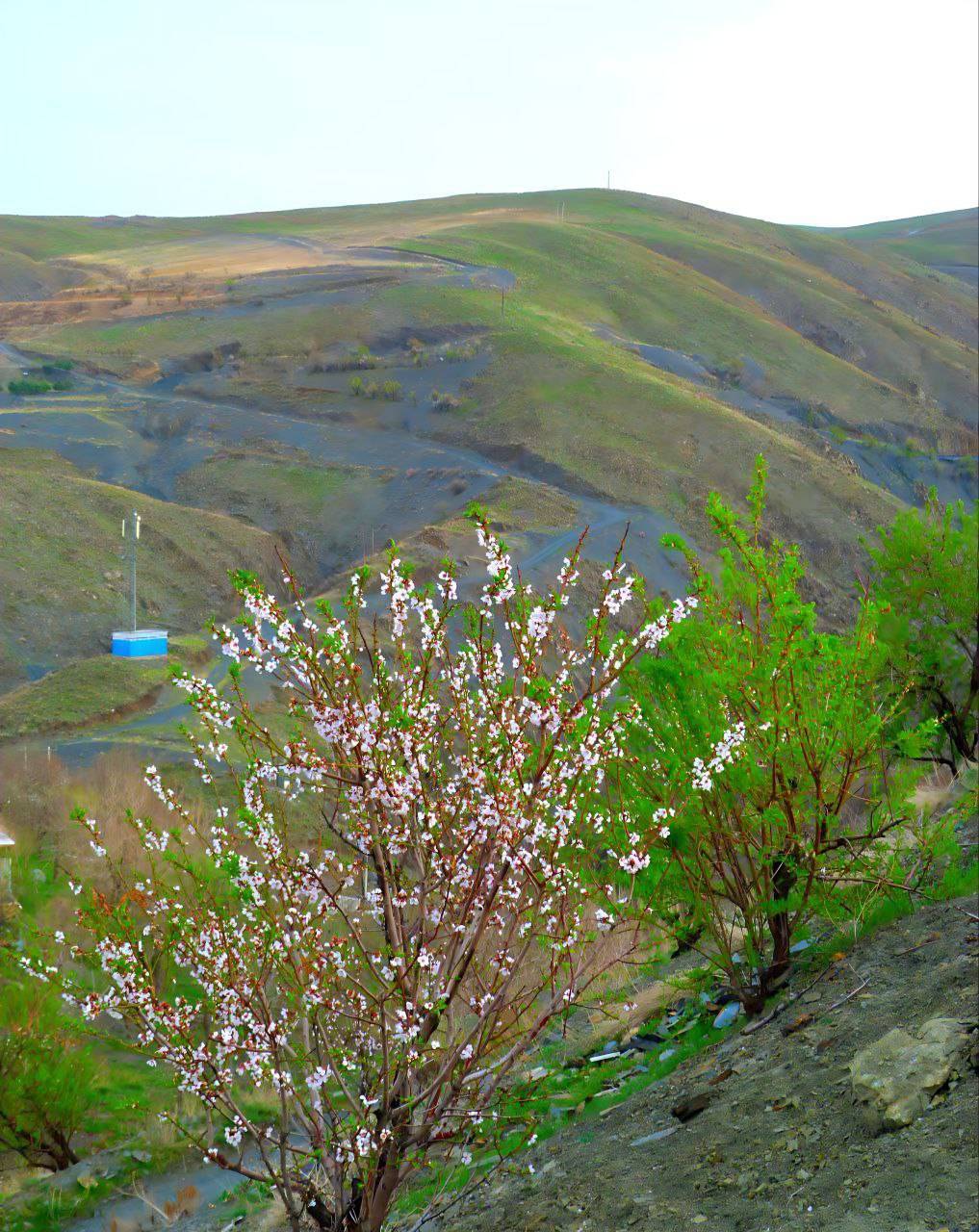 چشم نوازی مناظر بهار در روستای ازغد