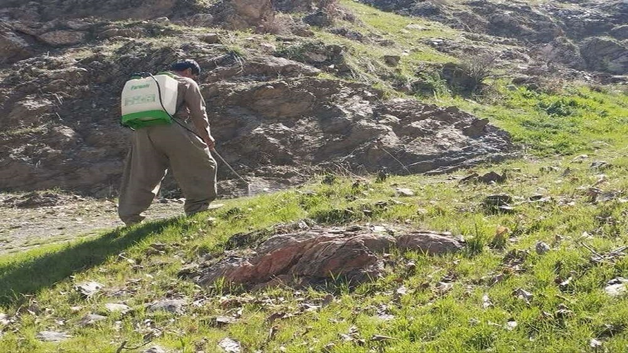 مبارزه با آفت ملخ بومی در سطح هزار هکتار از مزارع و باغات کردستان
