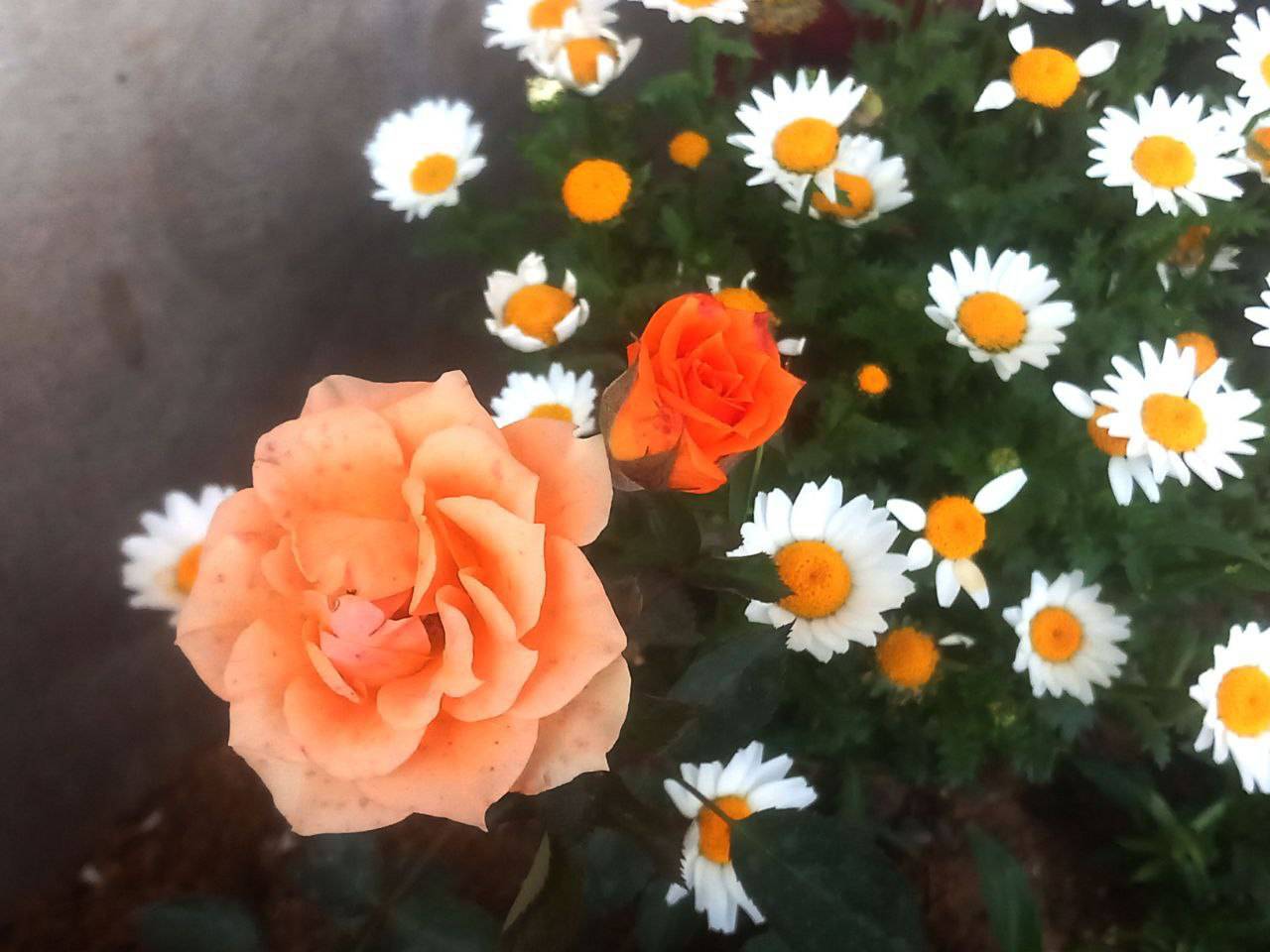 شکوفا شدن گل های لارستان به وقت بهار