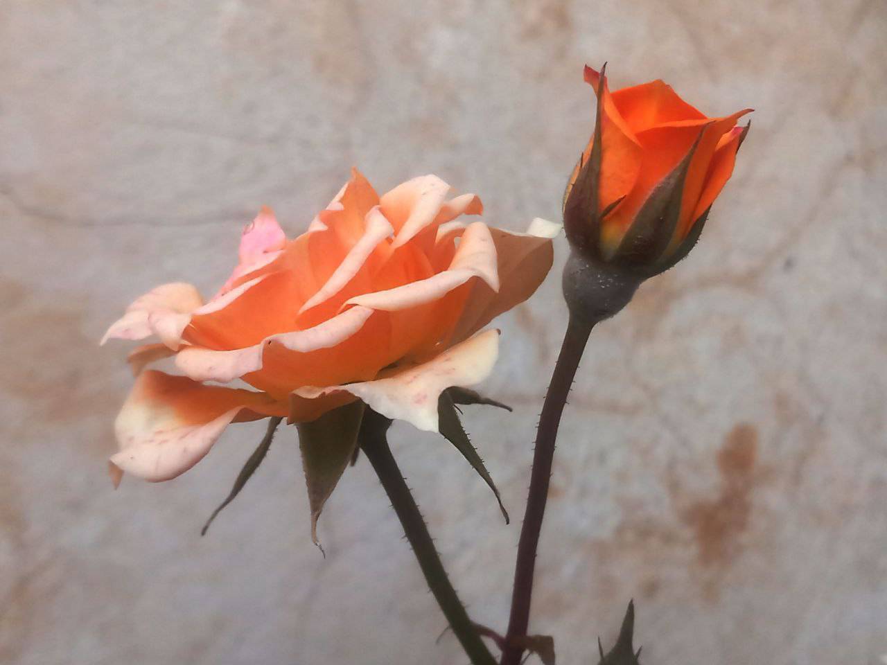شکوفا شدن گل ها در لارستان