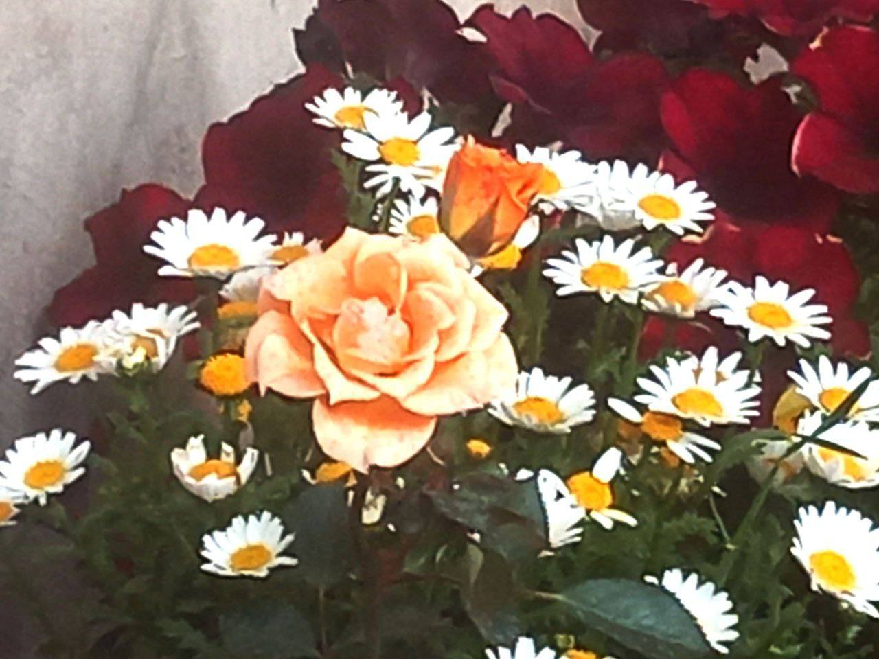 شکوفه های بهاری