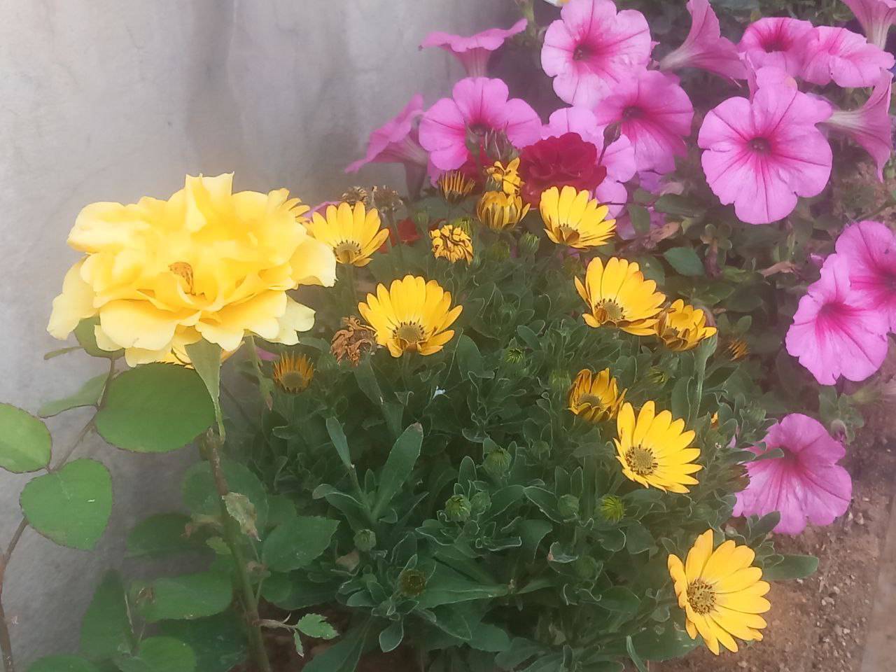 گل های بهاری