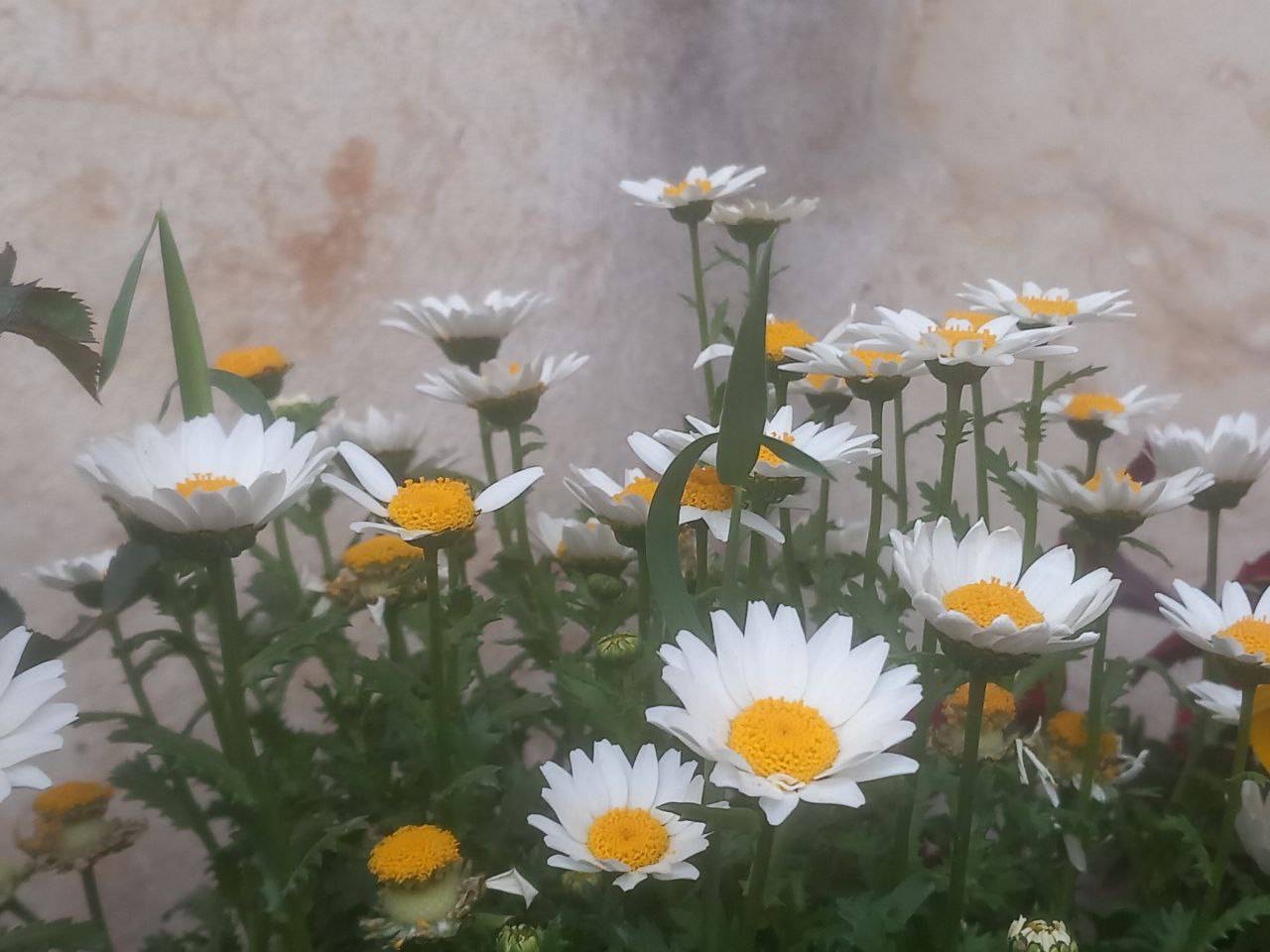 شکوفا شدن گل های لارستان به وقت بهار
