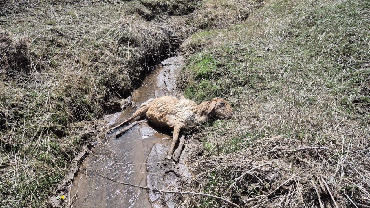 تلف شدن بیش از ۲۰۰ رأس دام سبک در روستای قره دره بر اثر سیلاب + عکس
