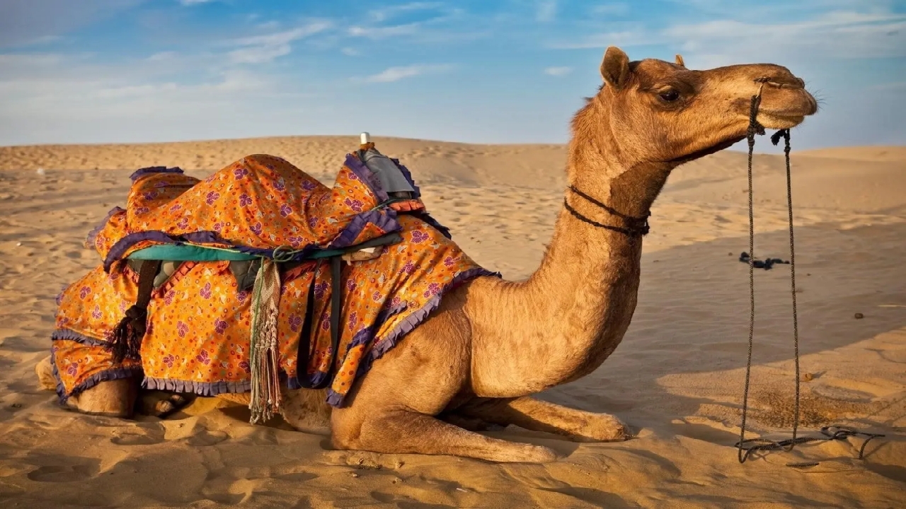 تشخیص سن و وزن شتر از روی ردپا + فیلم