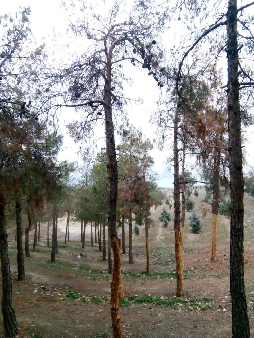 بوستان جنگلی