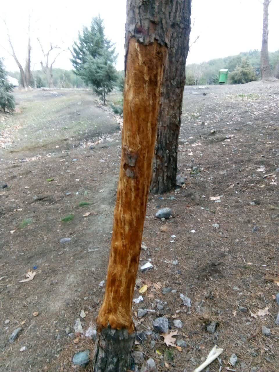 کنده شدن بوستان جنگلی