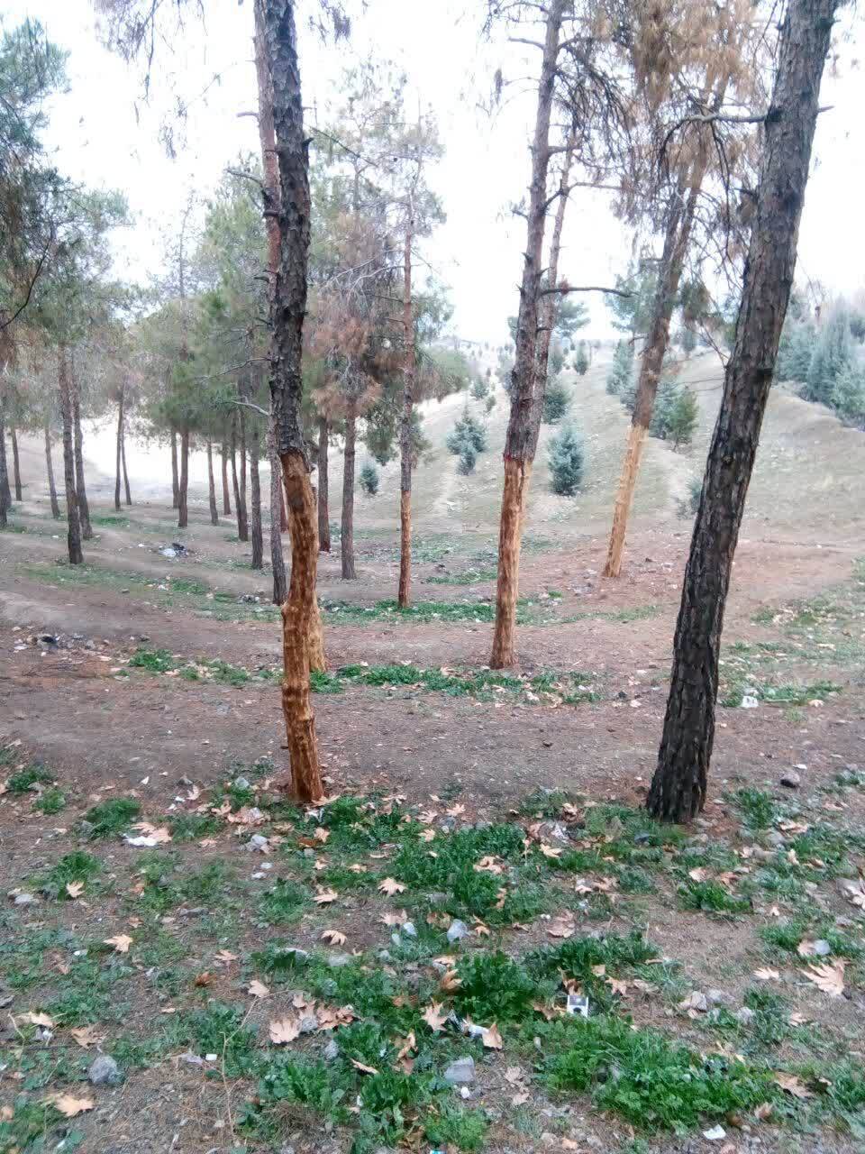 بوستان جنگلی چیتگر