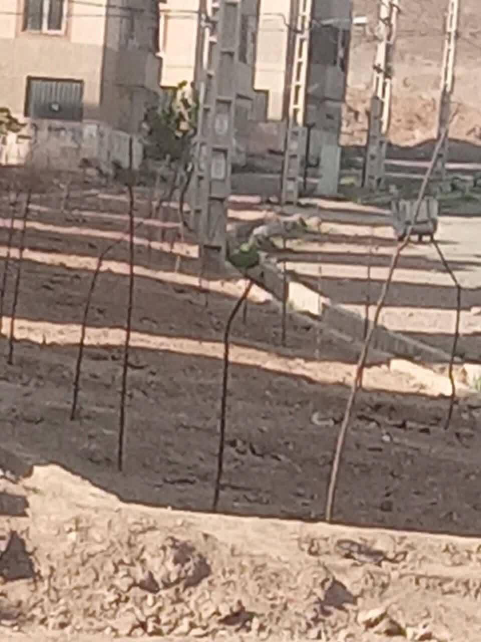 خشکسالی درختان شهرک مهر صفادشت به دلیل کم آبی + عکس