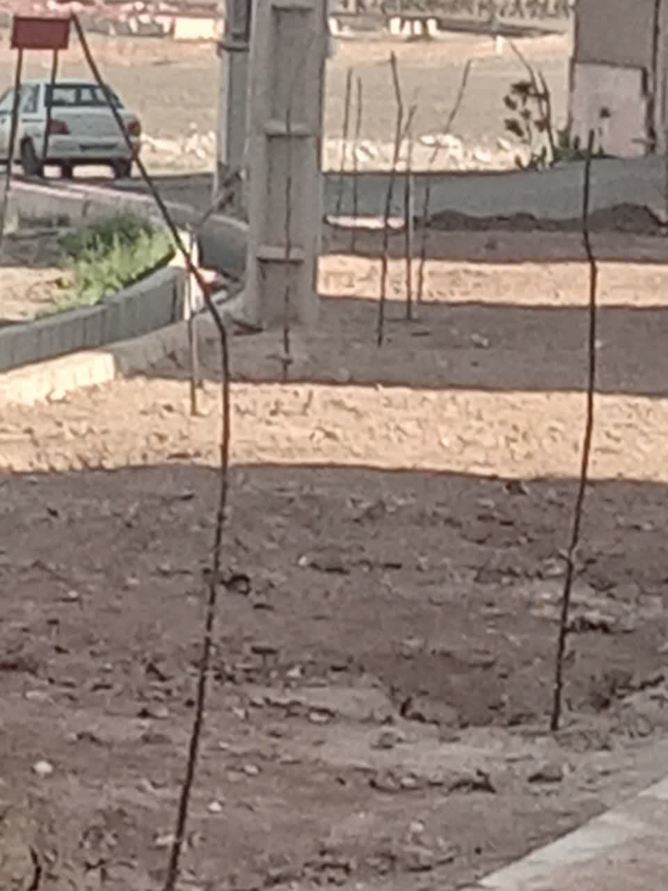 خشکسالی درختان شهرک مهر صفادشت