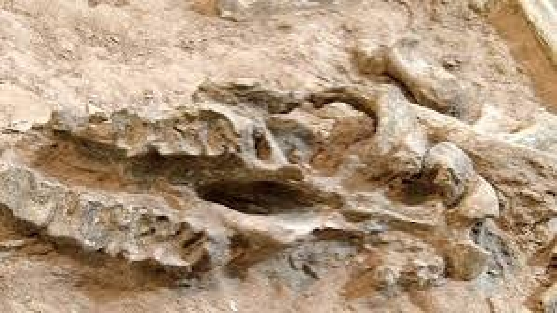 تخصیص ۹ میلیارد تومان برای مرکز تحقیقات فسیل مراغه