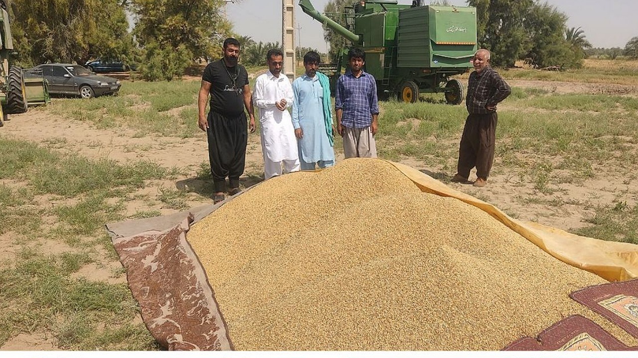 آغاز برداشت گندم در شهرستان بمپور با پیش‌بینی تولید ۱۳۵۰۰ تن محصول