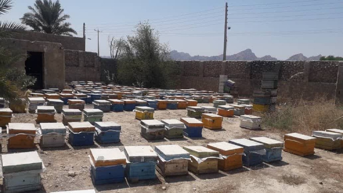 باشگاه خبرنگاران -مصرف سموم غیرمجاز کشاورزی صنعت زنبورداری را تهدید می‌کند