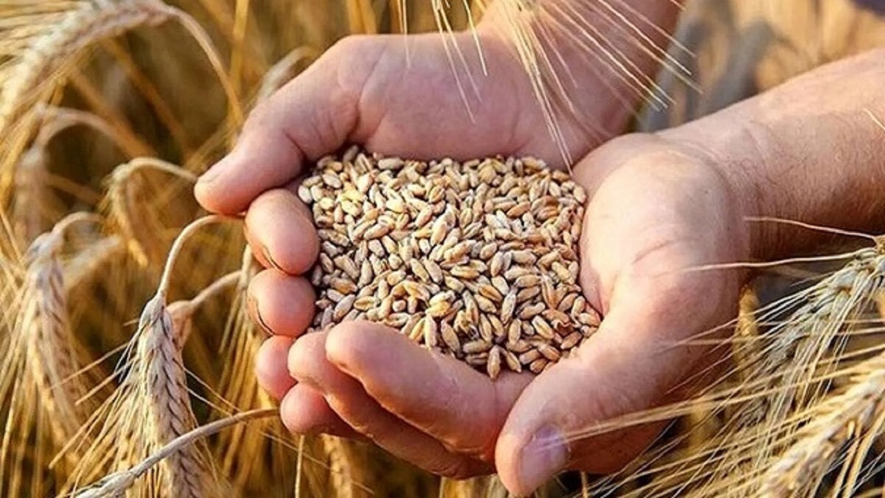 صحبت‌های رئیس کمیسیون کشاورزی مجلس درباره بازنگری قیمت گندم