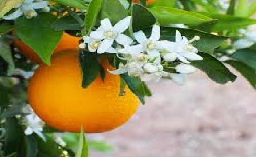 عطر شکوفه های بهار نارنج در کوچه پس کوچه های گیلان/ منتشر نشود