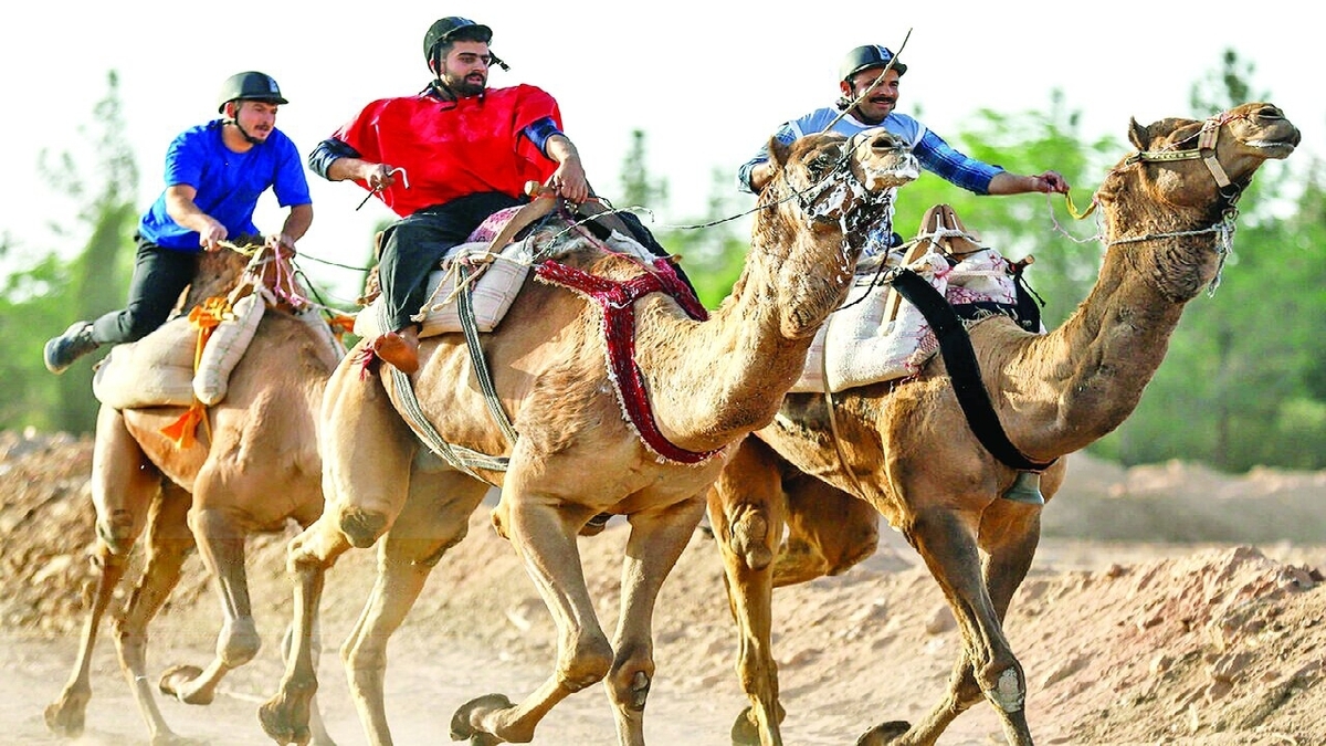شتر؛ نماد مقاومت در جغرافیای خشک + فیلم