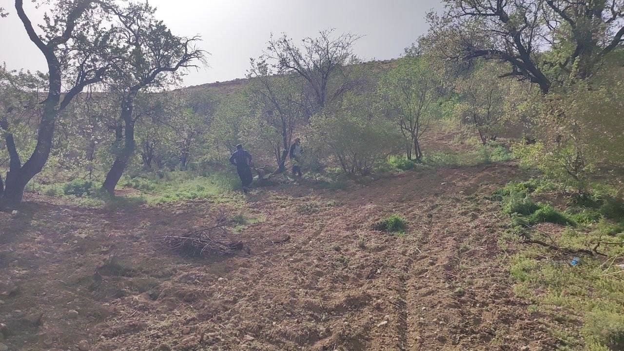 شخم زدن درختان انگور و بادام روستای گردشگری توآباد به وقت بهار