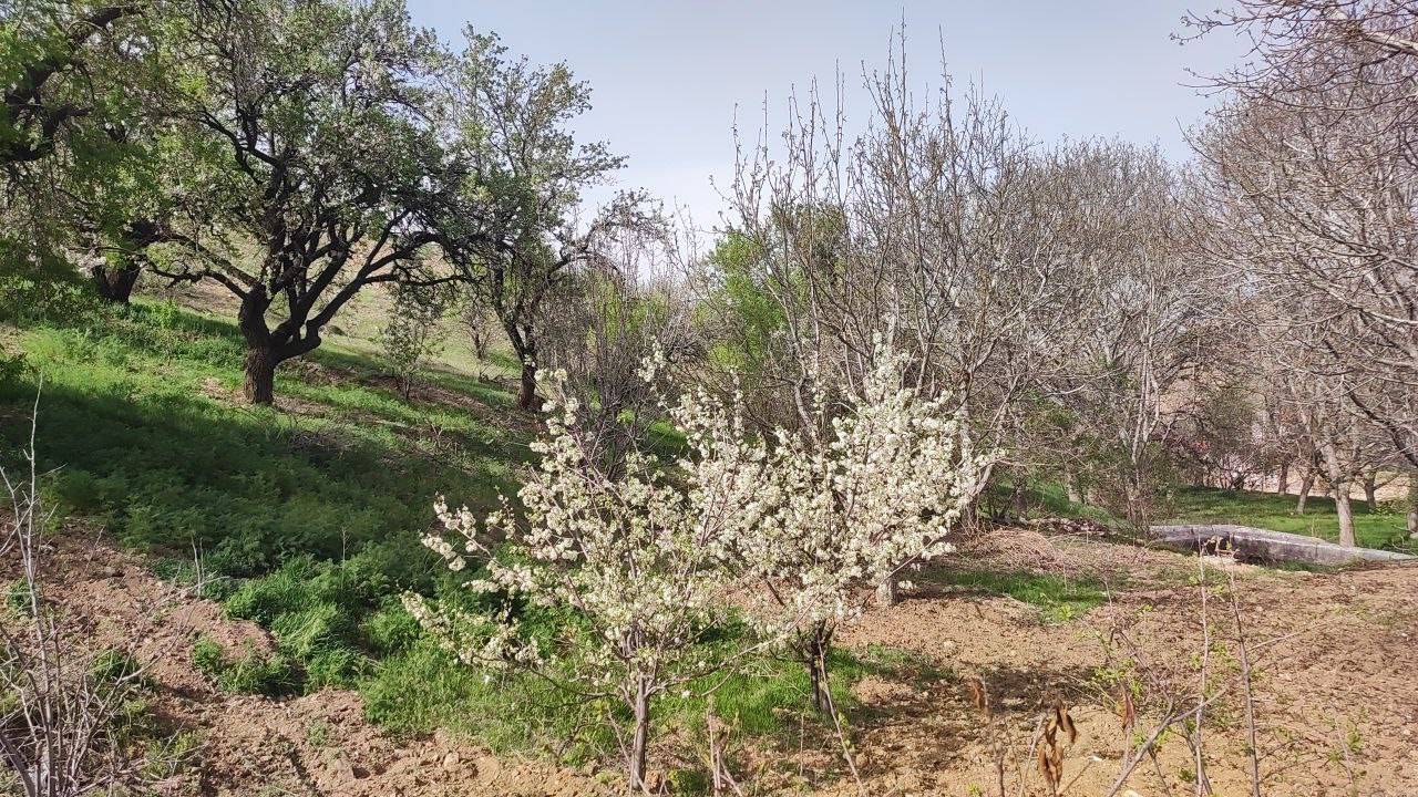 شخم زدن درختان انگور و بادام روستای گردشگری توآباد به وقت بهار